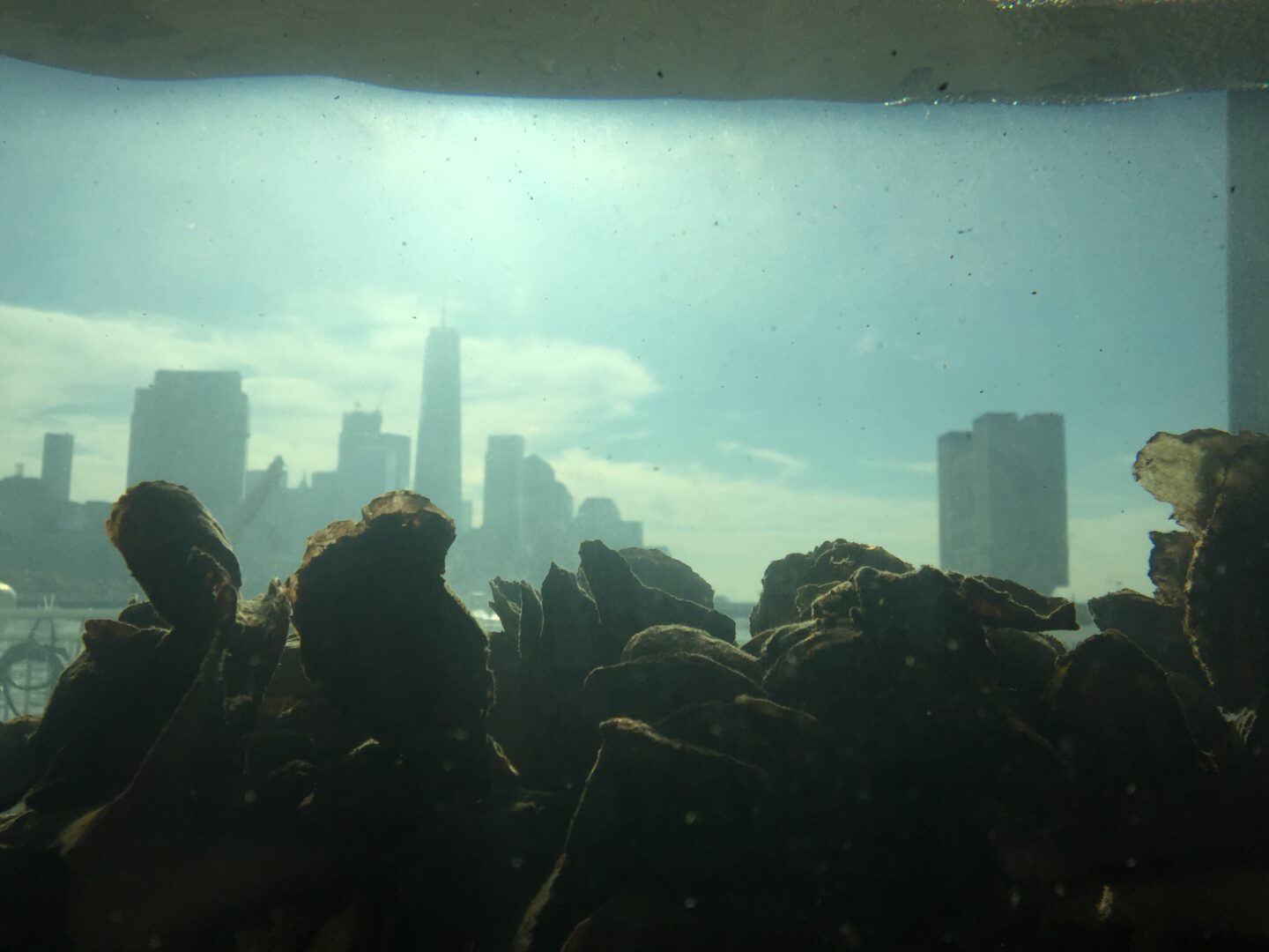 oyster in wetlab against city skyline at Hudson River Park