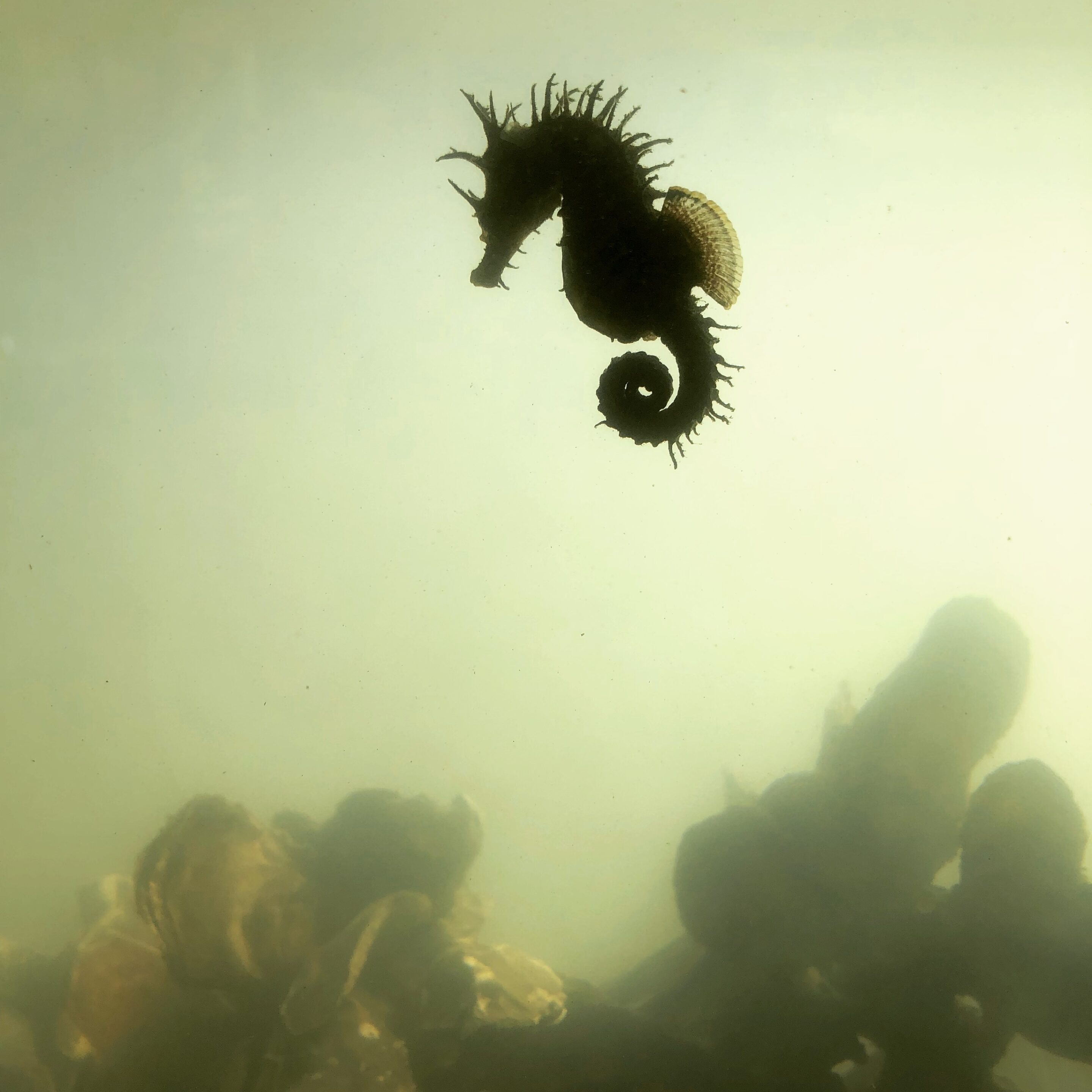 seahorse