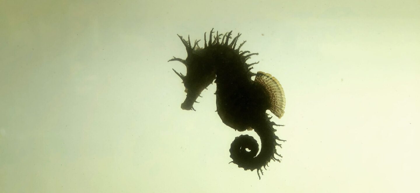 A close-up of a silhouetted seahorse in the Wetlab tanks at Hudson River Park