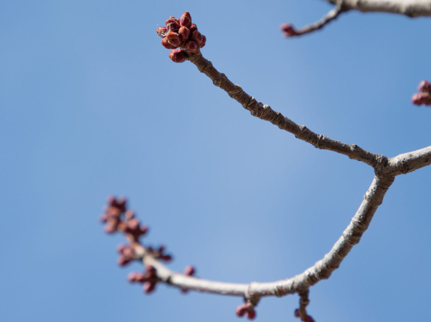 red maple buds against blue sky