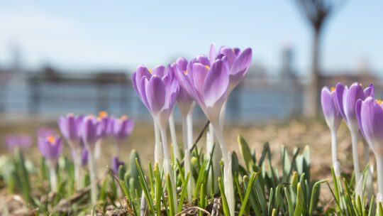crocuses blooming on riverfront