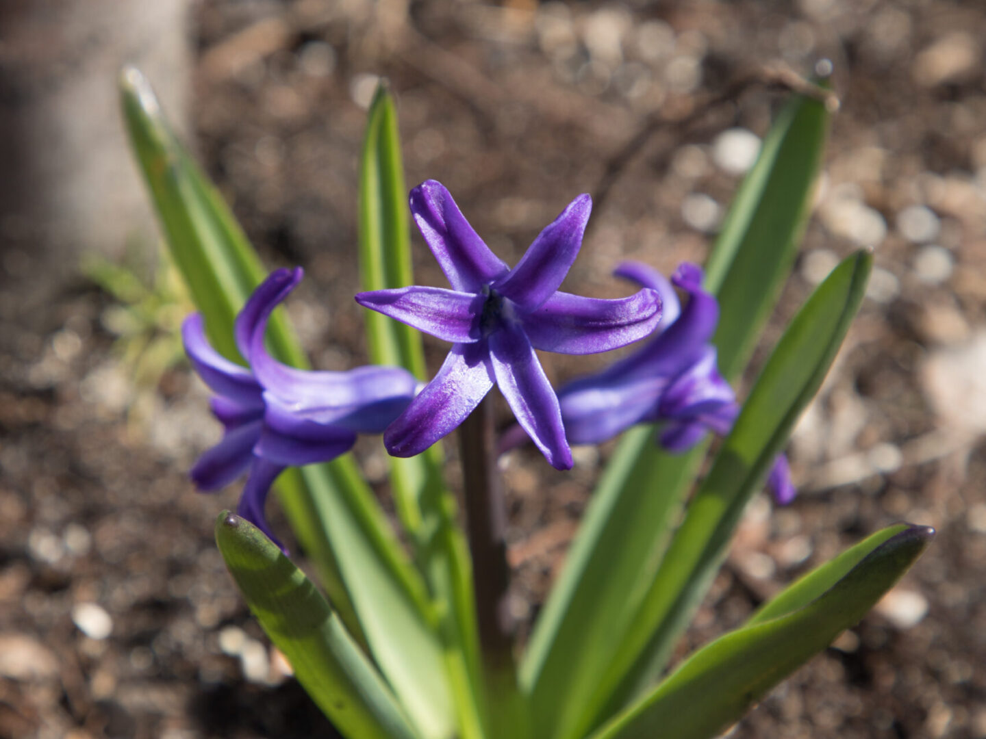 hyacinth blooming