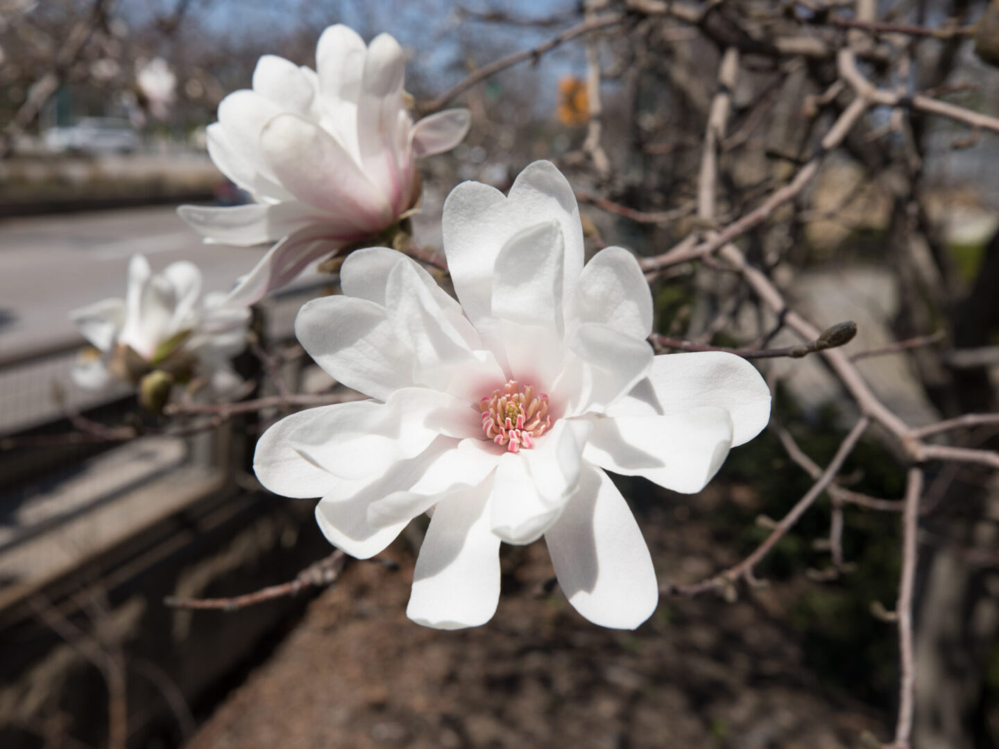 star magnolia