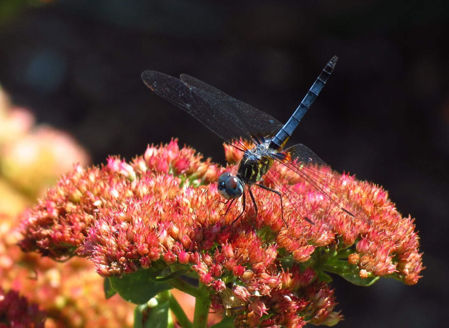 Dragonfly perches on a pink flower in bloom at Hudson River Park