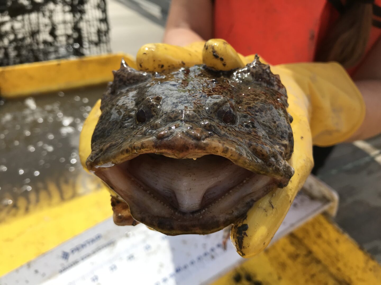Park scientist holds an open-mouthed Oyster Toadfish at Hudson River Park