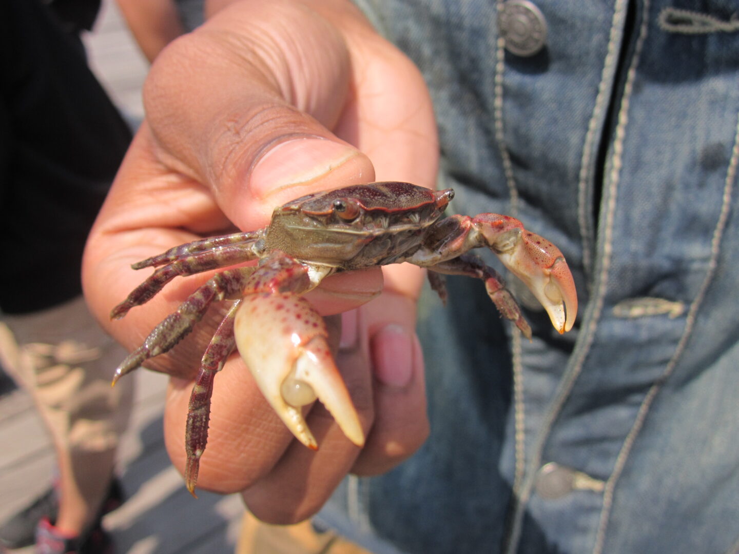 Park scientist holds Invasive Asian Shore Crab at Hudson River Park