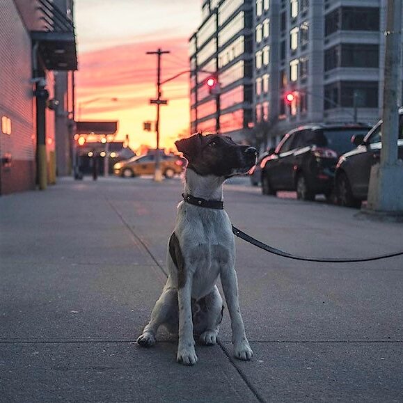 John Ray Fox Terrier sunset