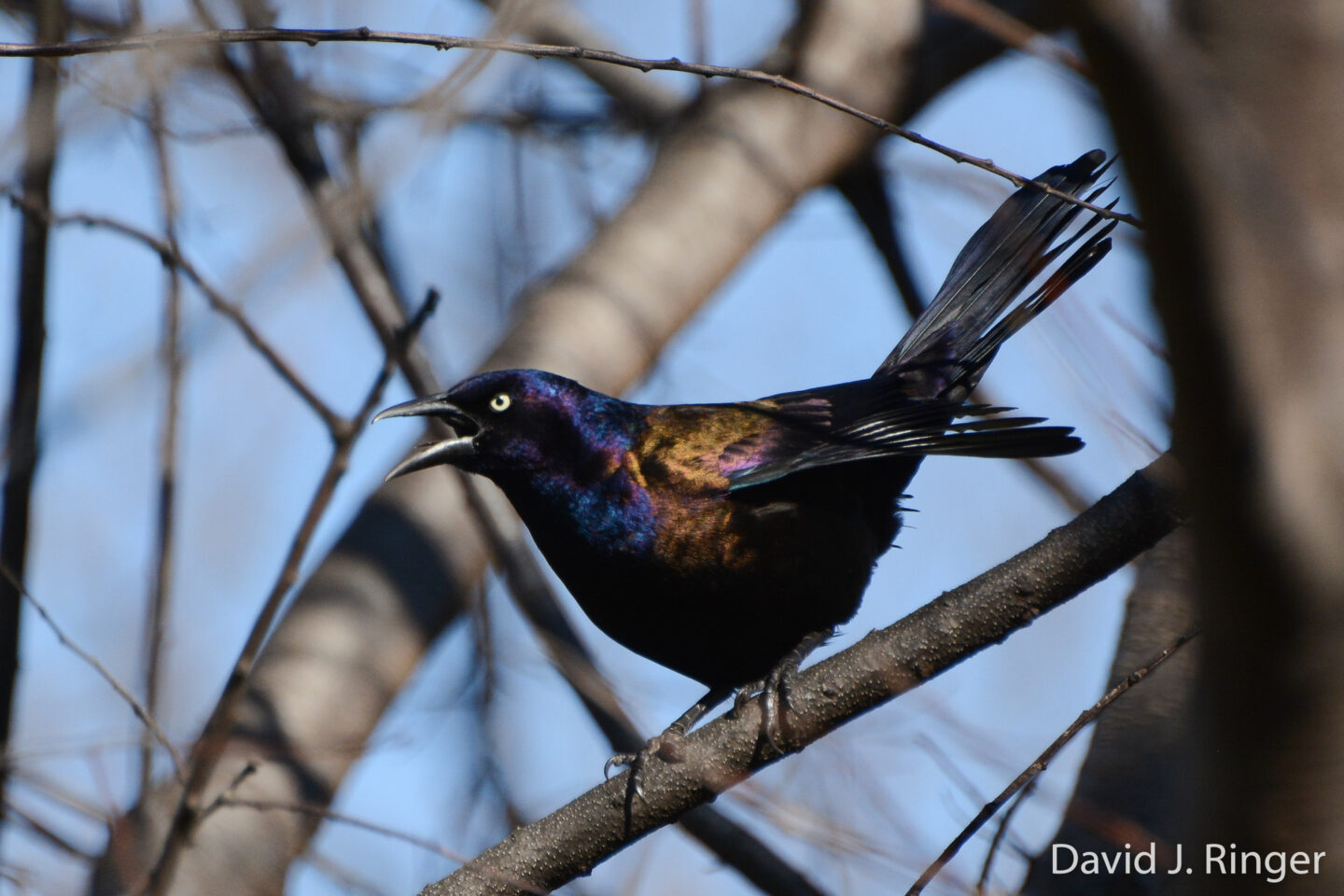Grackle bird perched in a tree