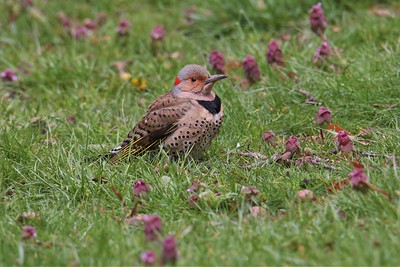 Bird Beak Buffet activity photo picture of a bird in grass