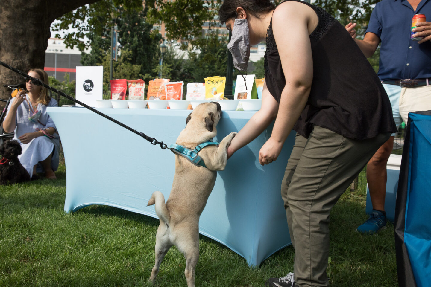 pug and snacks at chelsea waterside dog reception