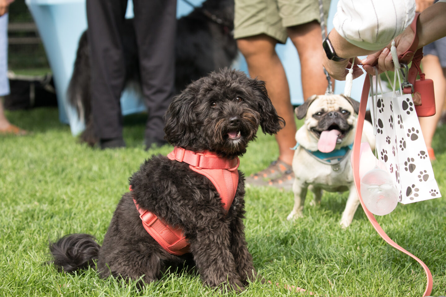 happy dogs at chelsea waterside dog reception