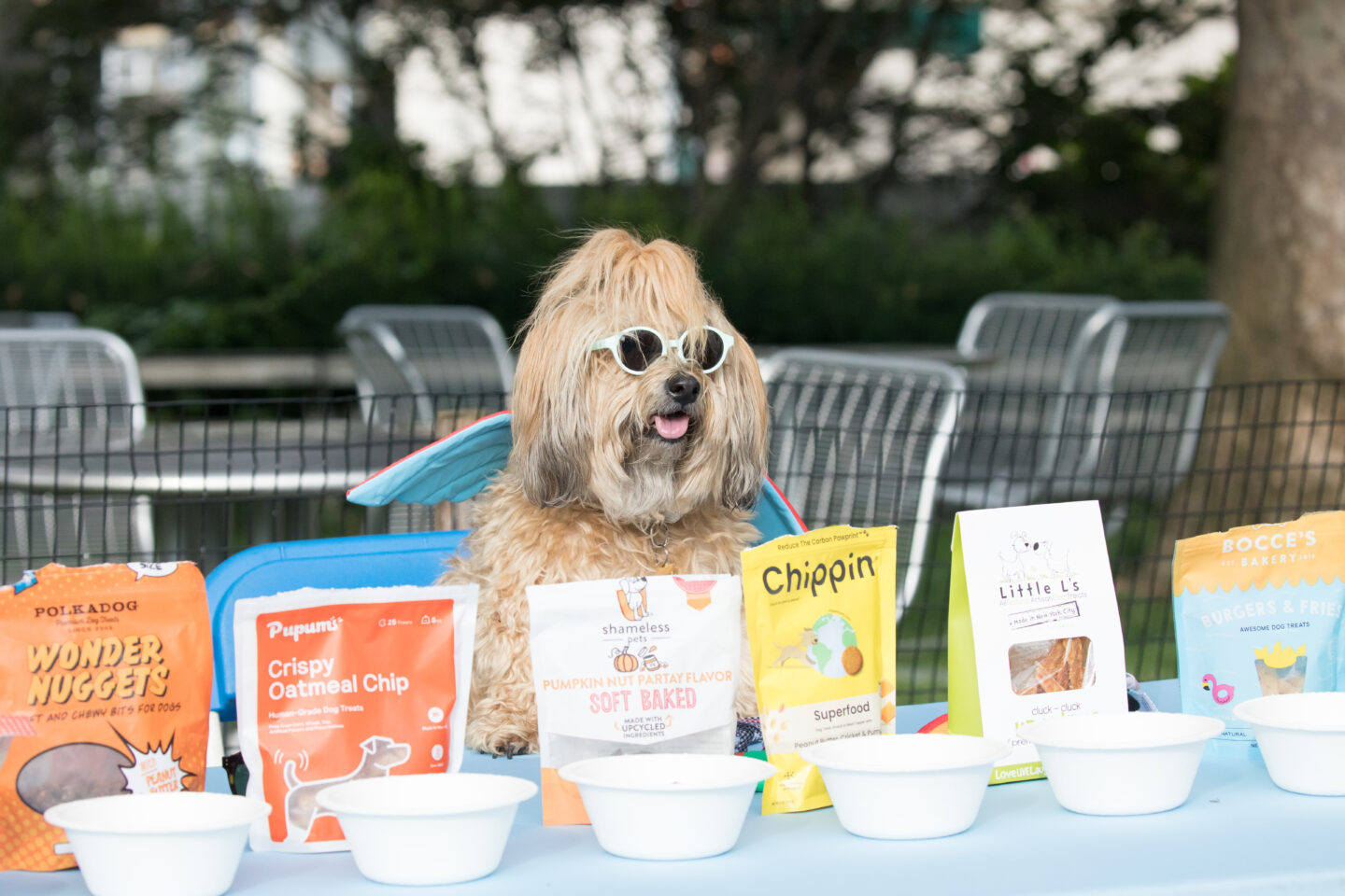 dog and food at chelsea waterside dog creception
