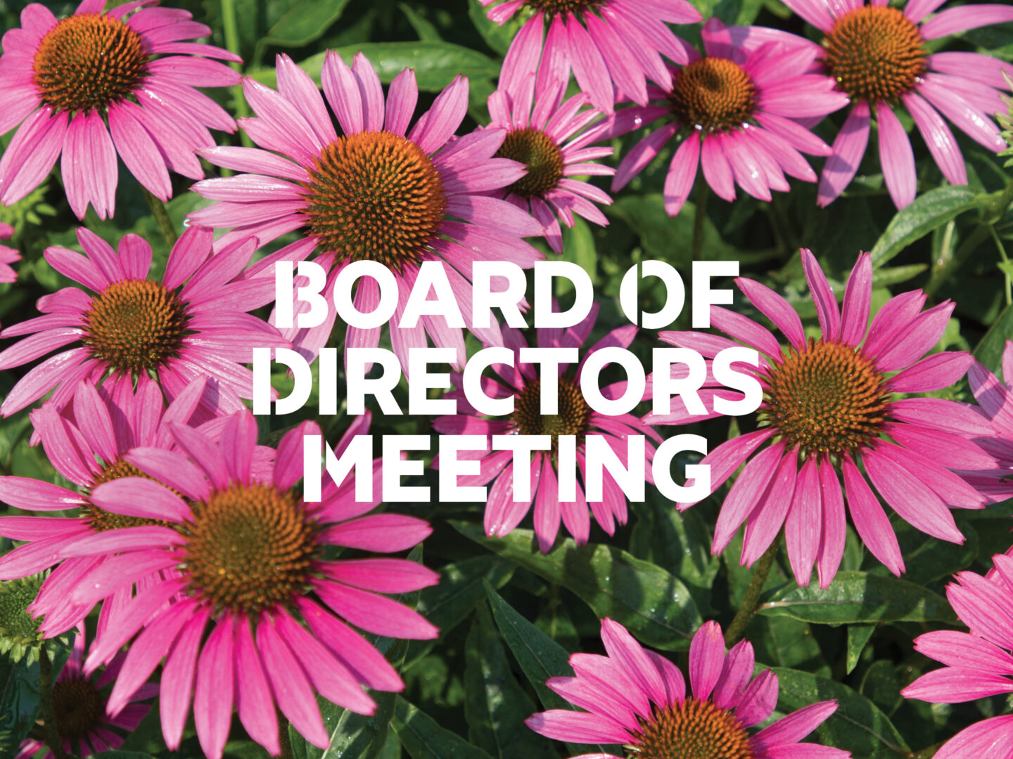 Pink coneflowers with text reading "Board of Directors Meeting" overlaid