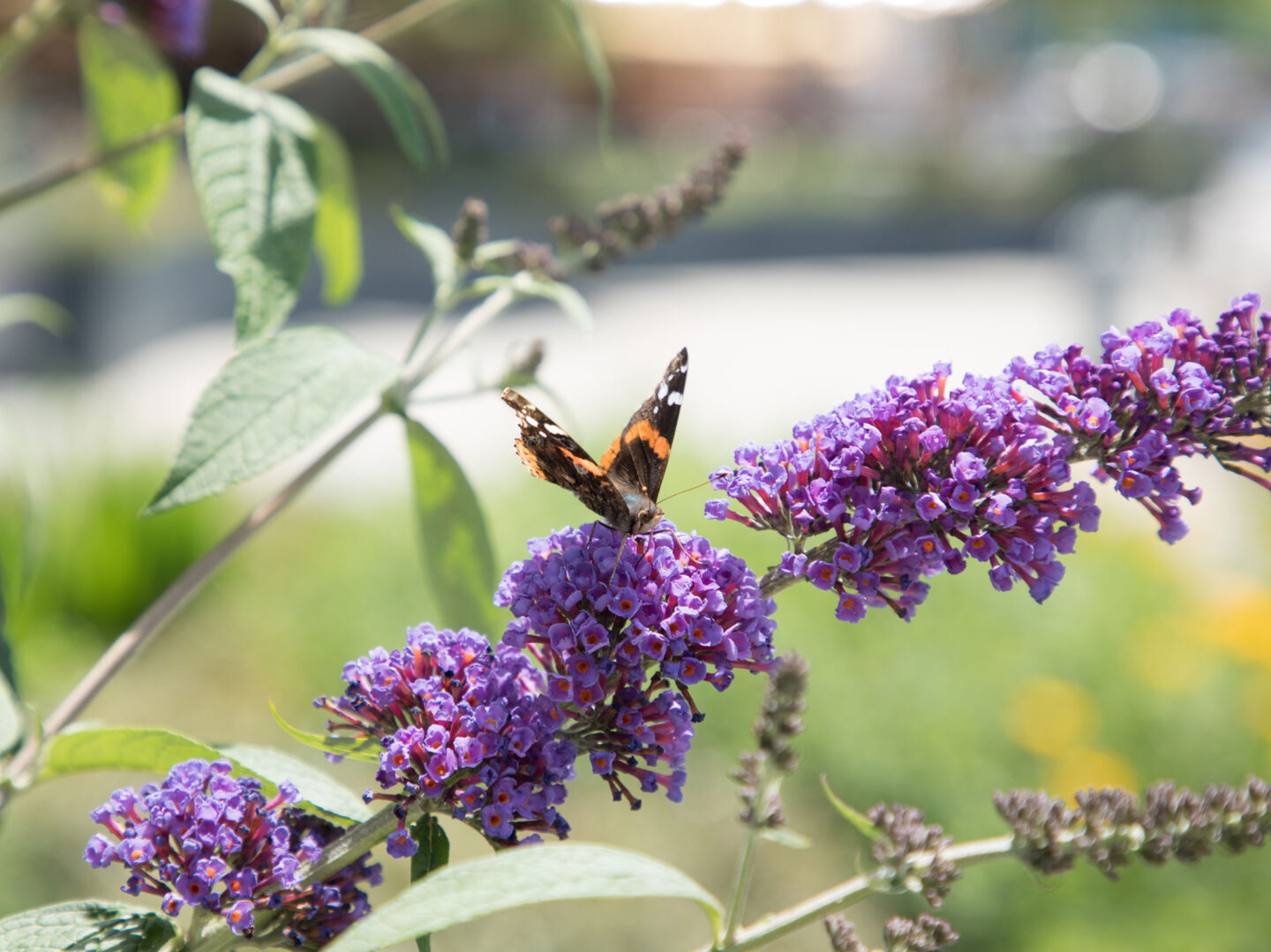 Butterfly Bush blooming in Hudson River Park at the Apple Garden, Stonefield and Little Island