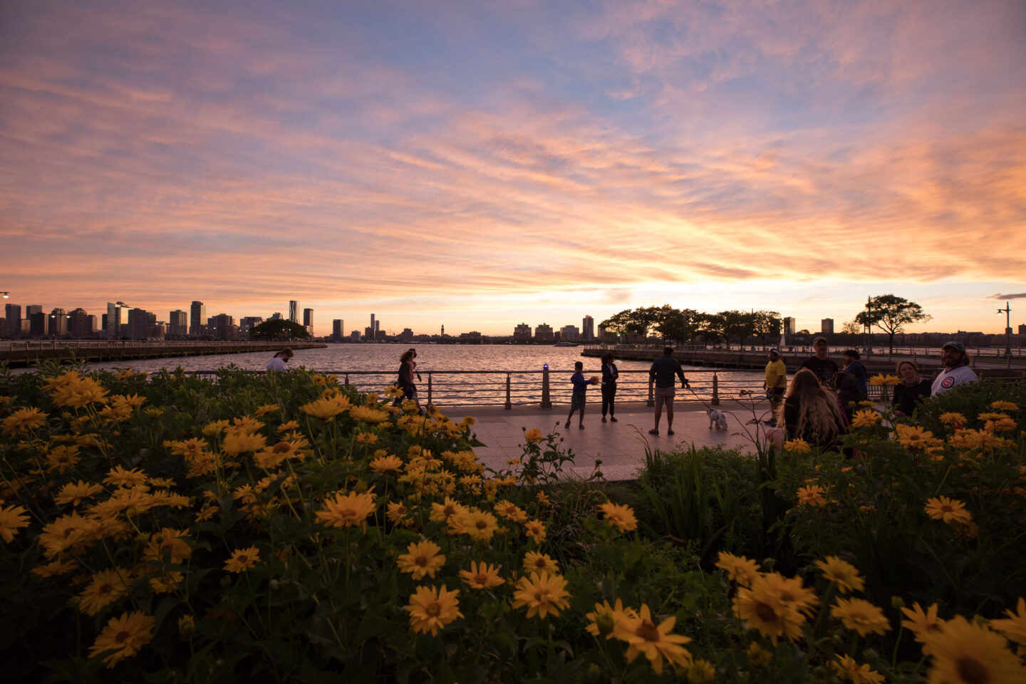 Heliopsis Summer Nights bloom in Hudson River Parks Apple Garden