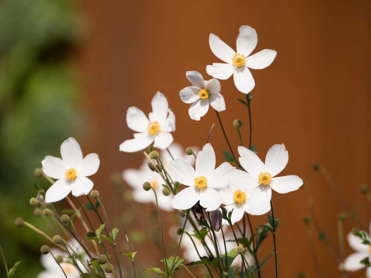 Japanese Anemone blooming in Little Island at Hudson River Park