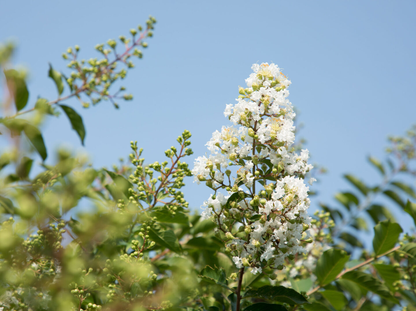 Crape Myrtle Natchez blooming throughout Hudson River Park
