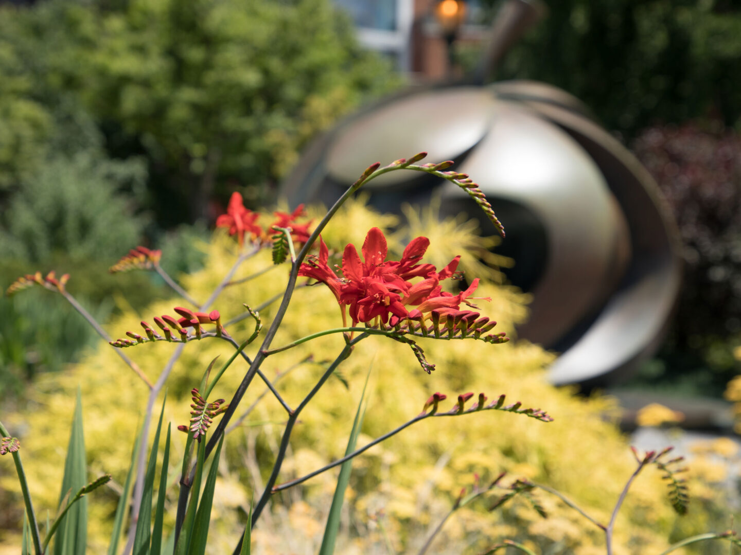 Crocosmia 'Lucifer' blooming in Greenwich Village and Apple Garden at Hudson River Park