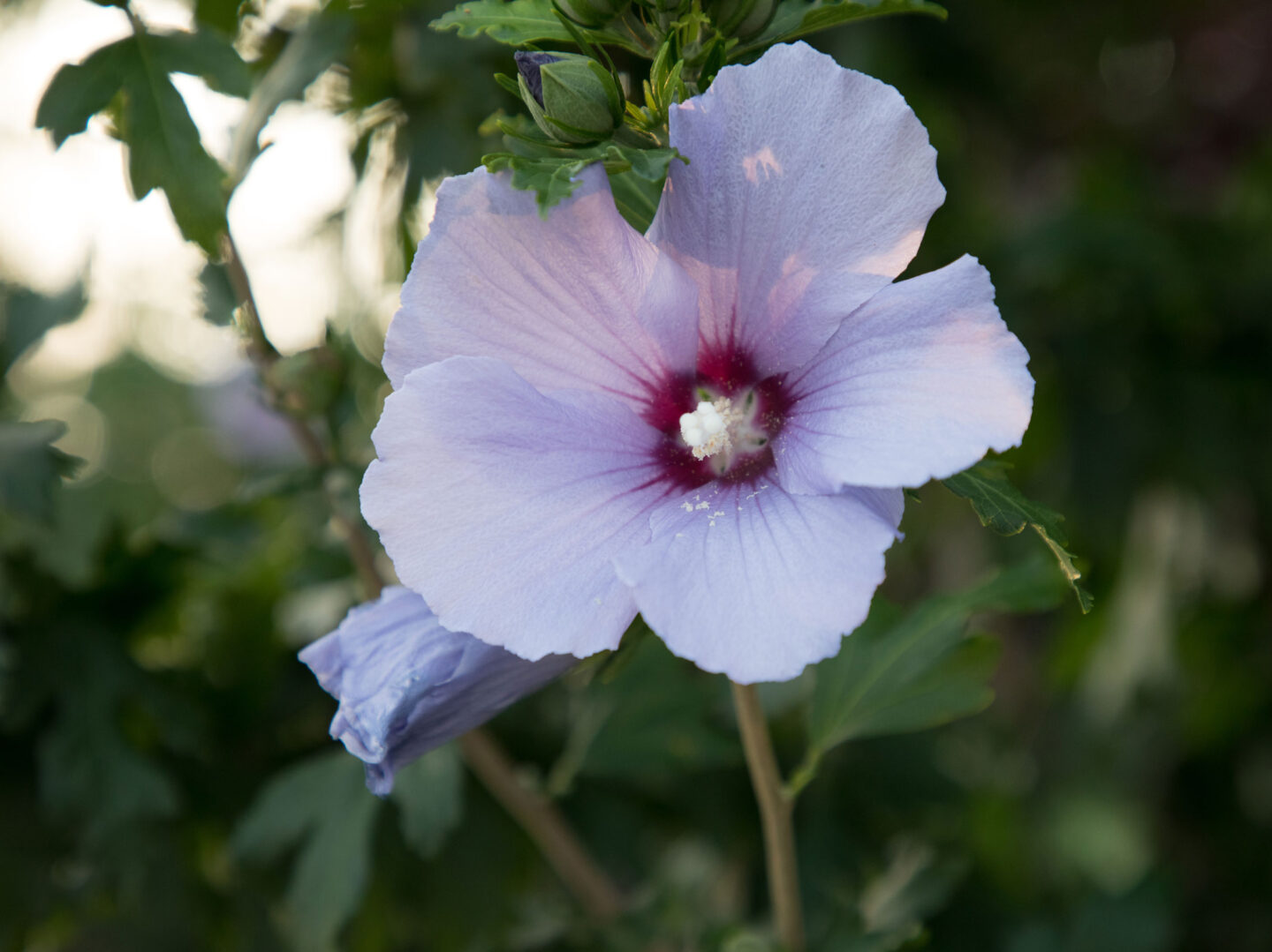 Rose of Sharon blooming at HRPKs Entry Garden and Community Garden