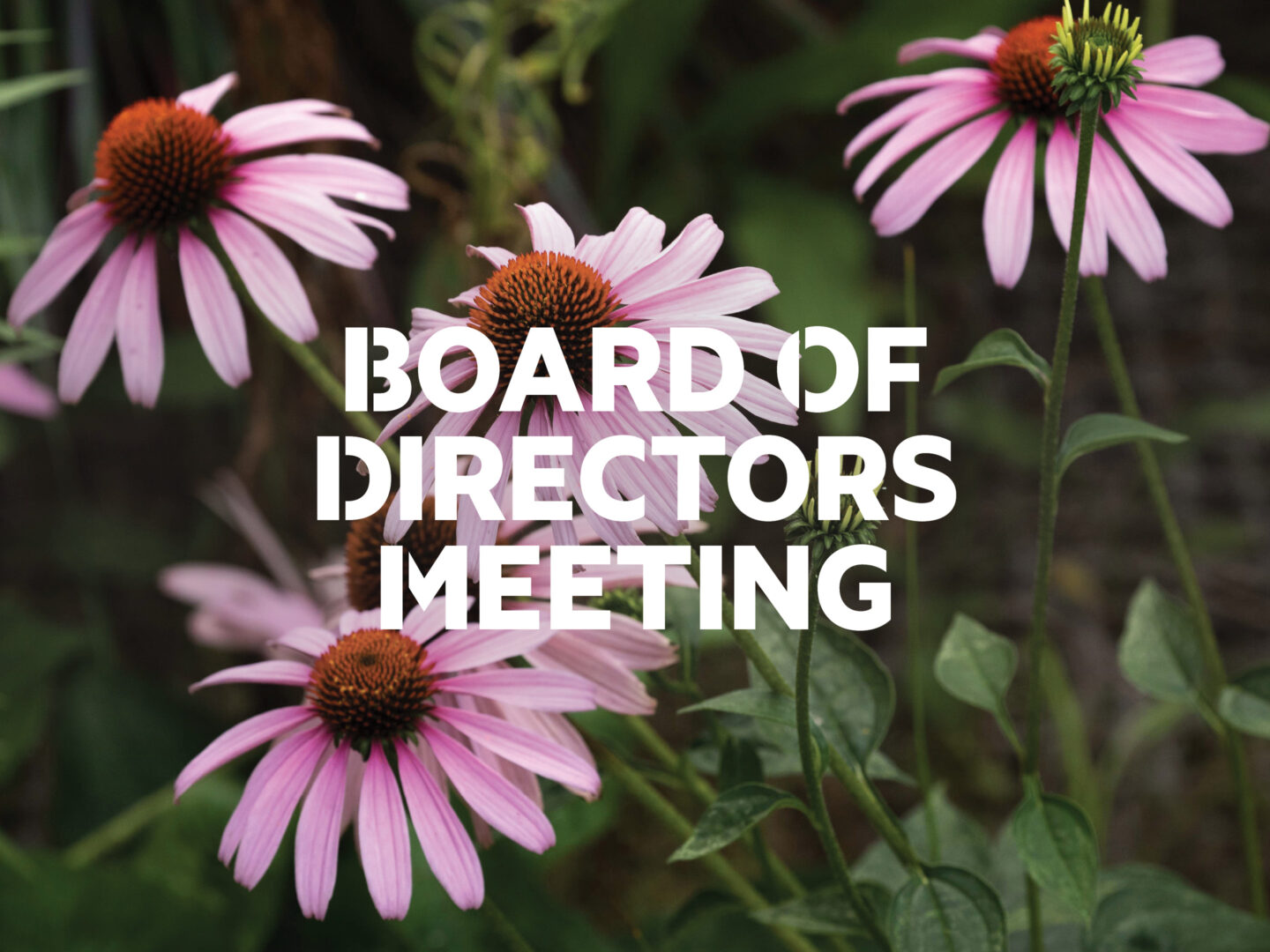 Text reading "Board of Directors Meeting" with a photo of flowers as a backdrop