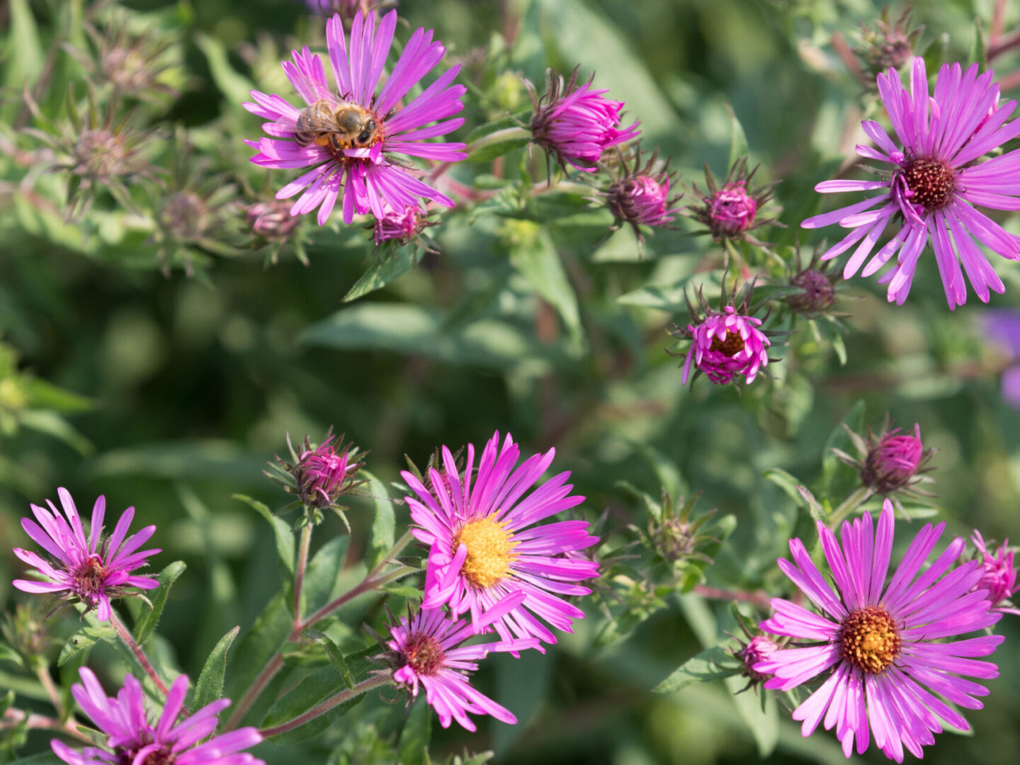 New England Aster blooming in Hudson River Park