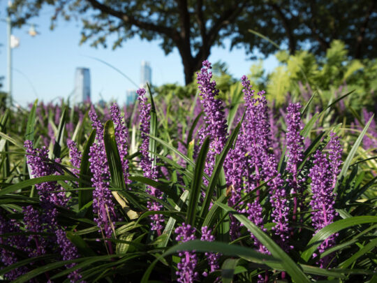 Liriope blooming throughout Hudson River Park