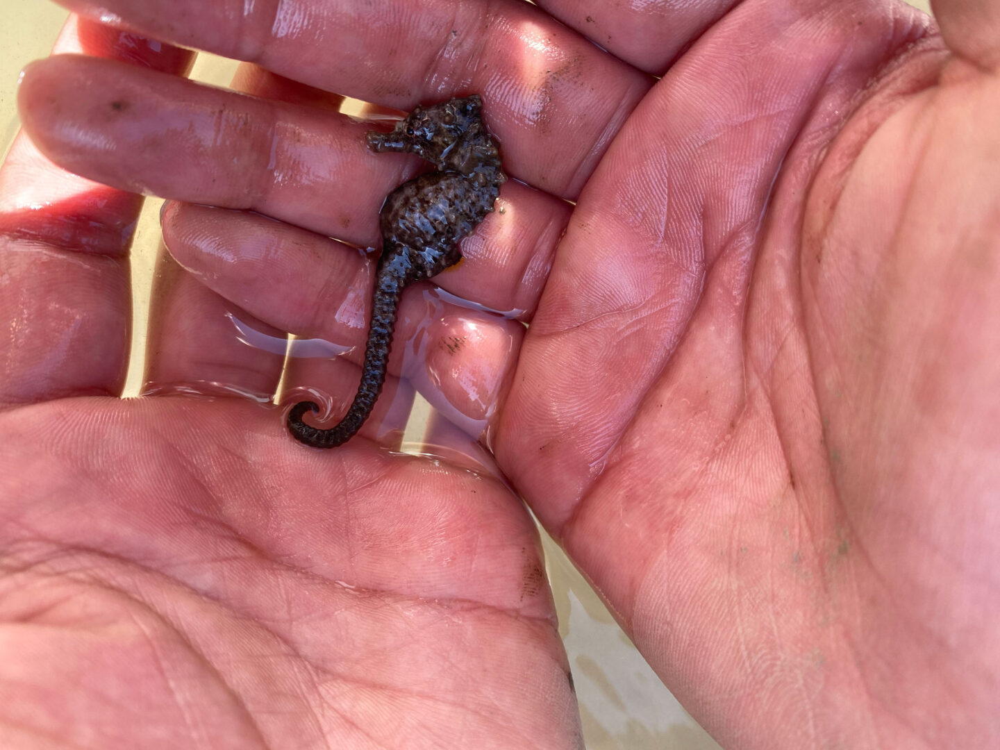 River Project educator holds a baby seahorse in palms of hands at Hudson River Park SUBMERGE