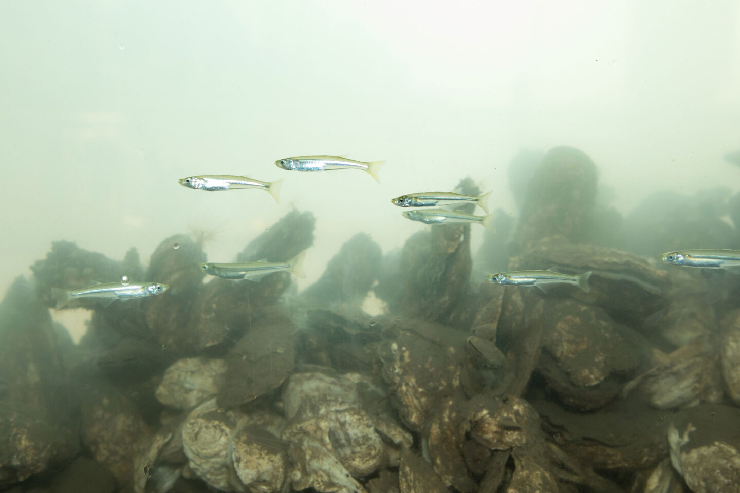 Several fish swimming above the rocks in a clear tank at Hudson River Park SUBMERGE Wetlab