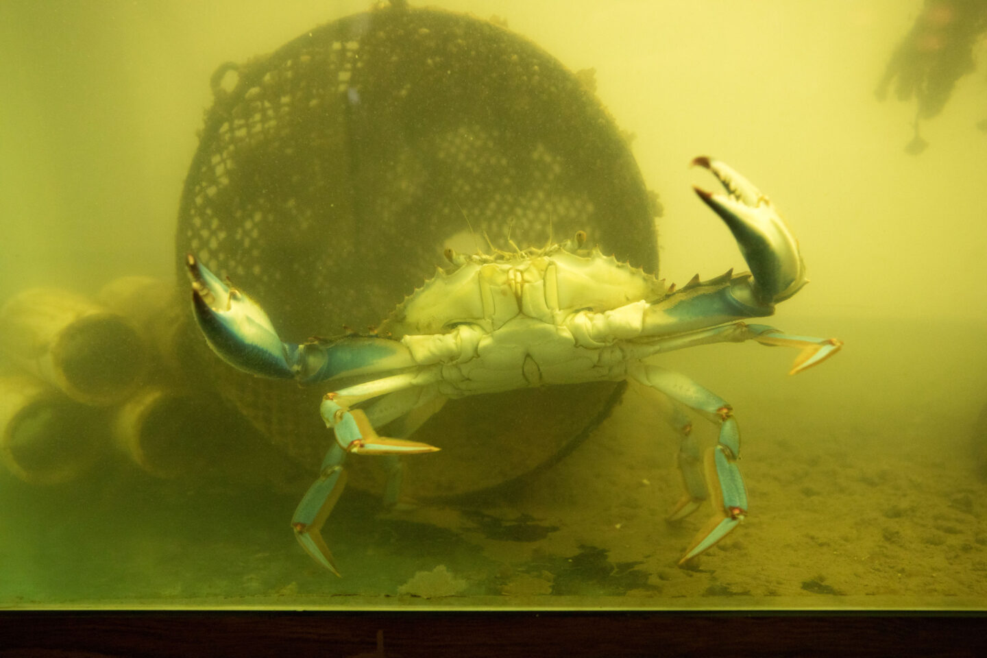 Blue crab swimming with raised claws in Wetlab tank at Hudson River Park SUBMERGE