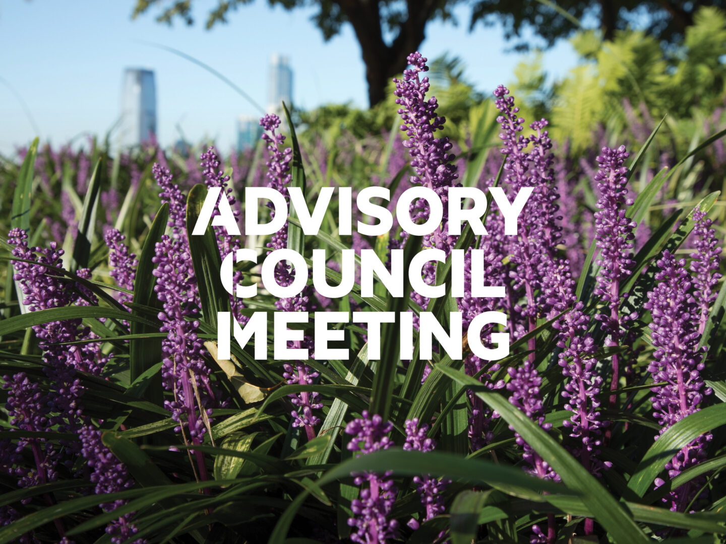 Lavender flowers with overlaid text reading "Advisory Council Meeting"
