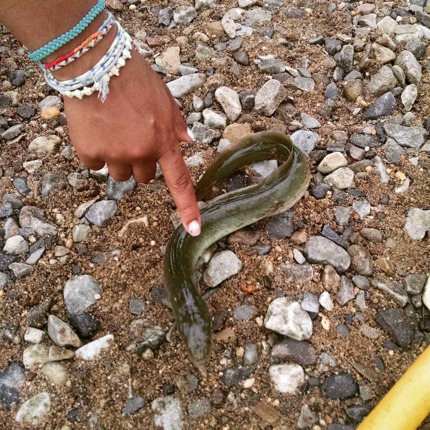 CURB 1 eel on stones