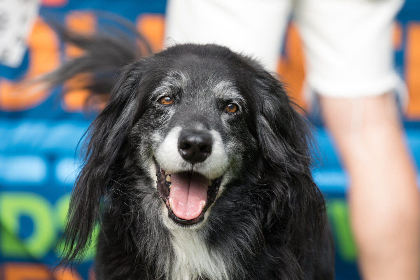 Four Legged Friends Events Hudson River Park