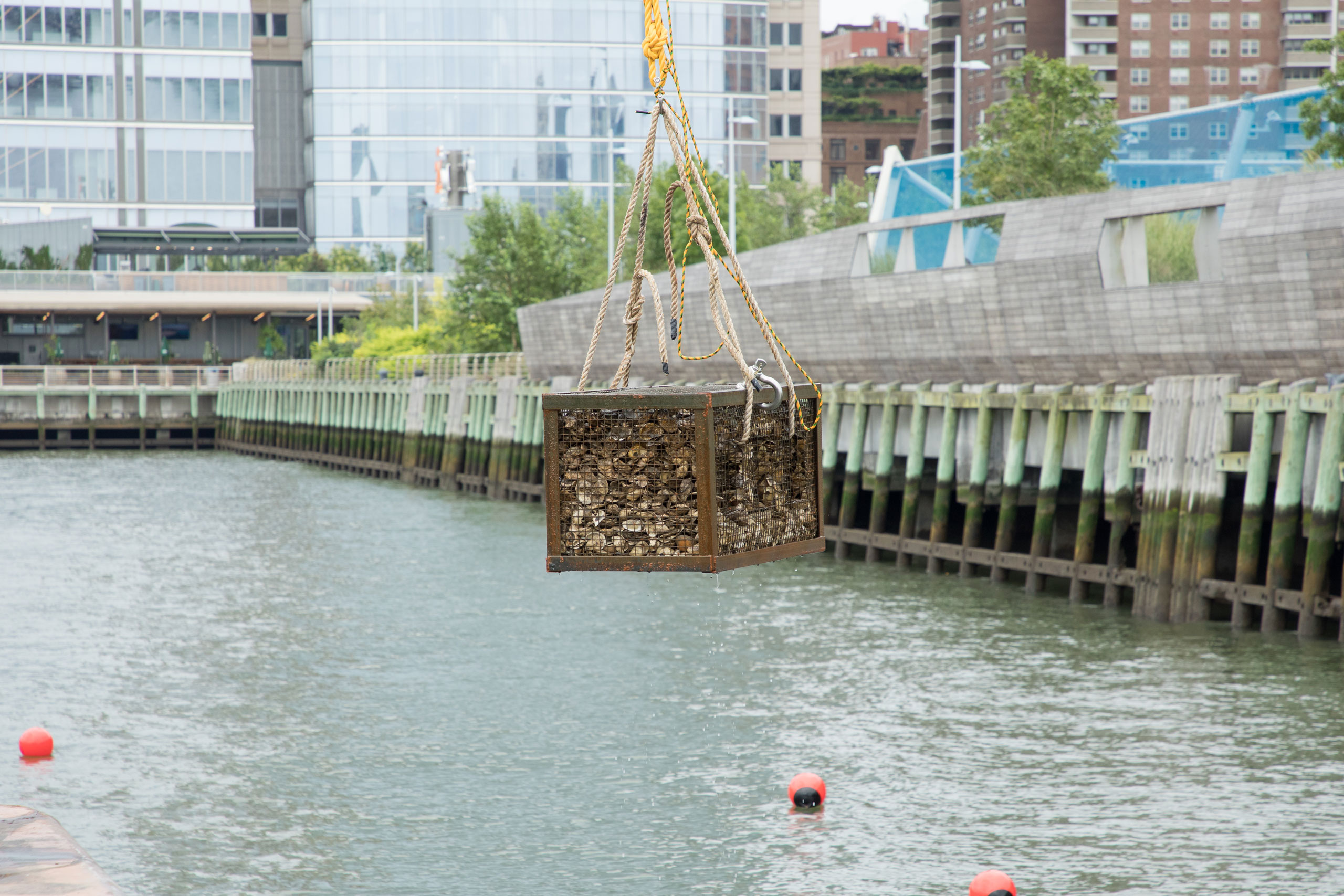 Oyster gabion installation in Tribeca for habitat enhancement at Hudson River Park
