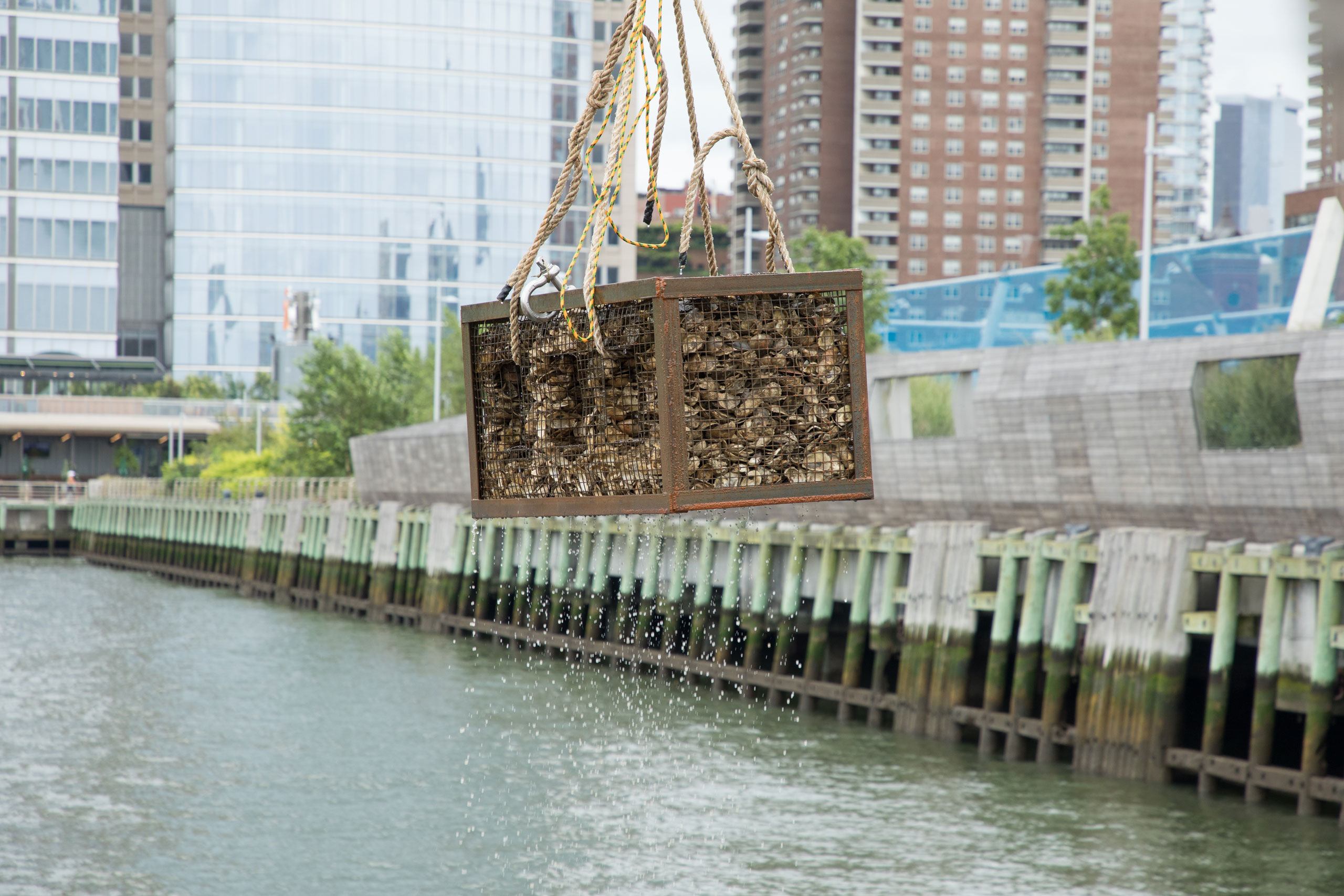 Oyster gabion installation in Tribeca for habitat enhancement at Hudson River Park