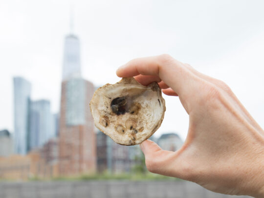 Hand holding up an oyster against the Manhattan city skyline in Tribeca at Hudson River Park