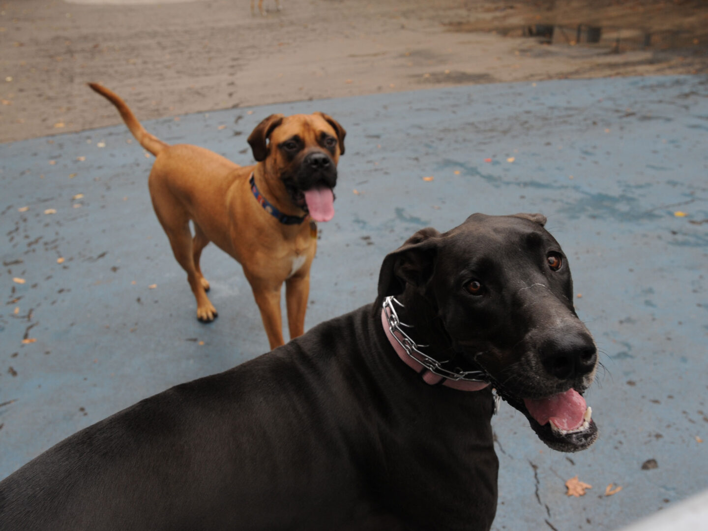 Dogs smiling for a photo at one of HRPK's dog runs