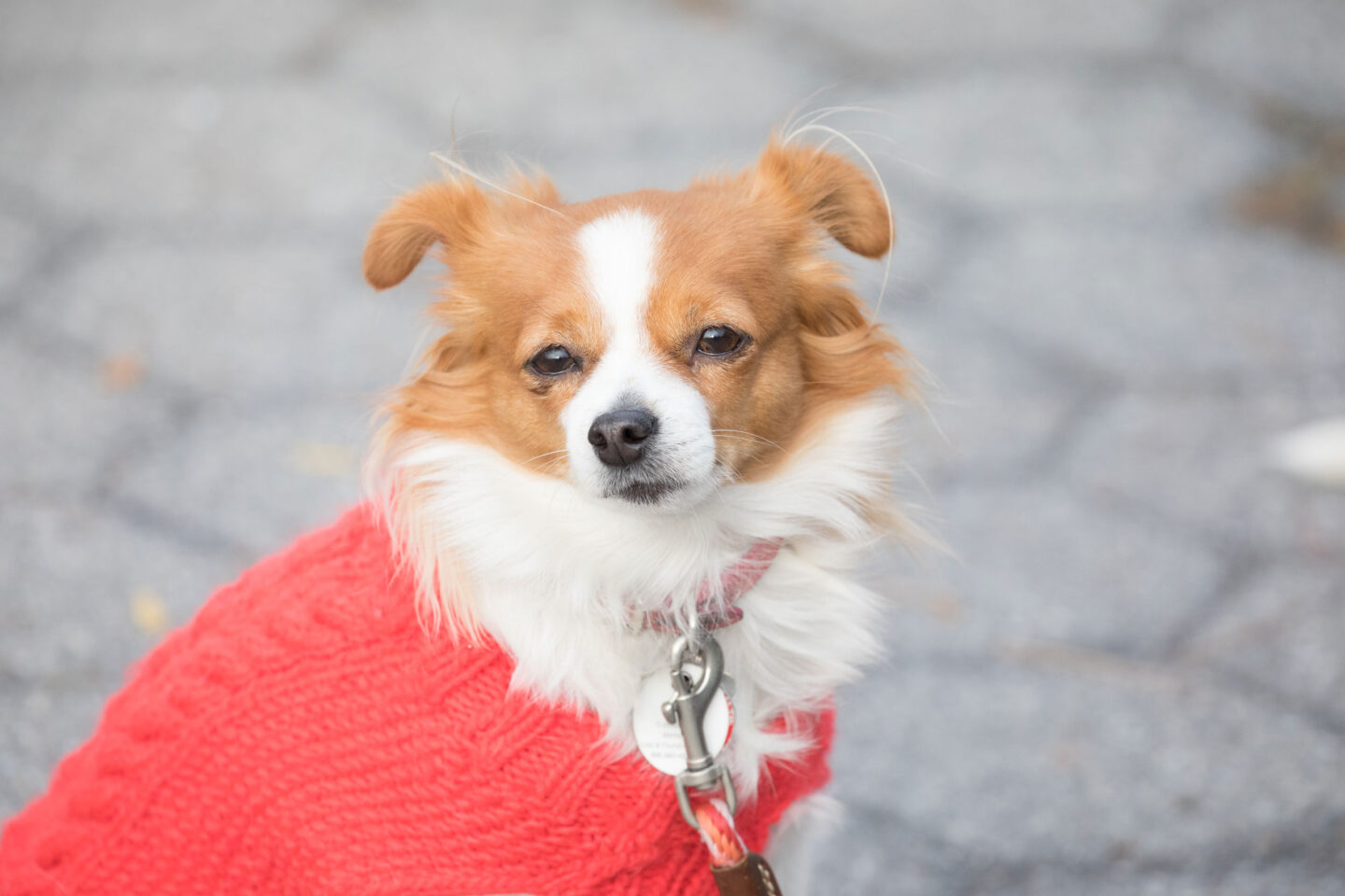 Small white and brown dog wearing a red sweater poses for the camera at Hudson River Park Friends' Barktoberfest