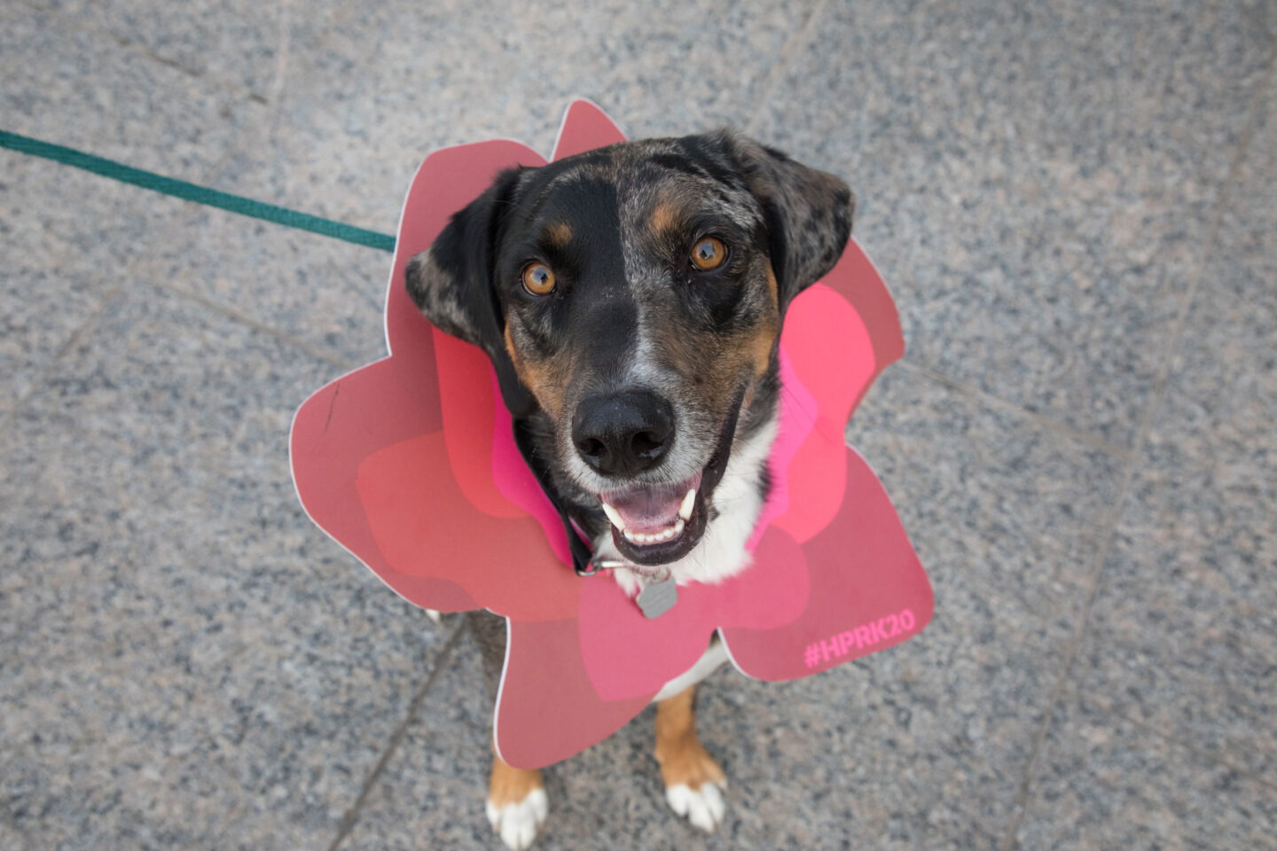 Happy dog smiling with his head poking out of an HRPK flower cut-out at Hudson River Park Friends' Barktoberfest