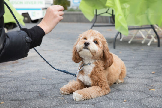 Happy puppy sitting for a treat at Hudson River Park Friends' Barktoberfest