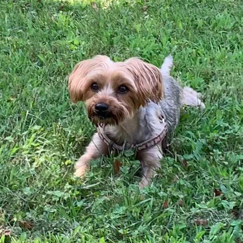 cute dog yorkie in grass