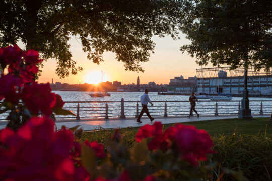 knockout roses in front of sunset over the Hudson River in Hudson River Park