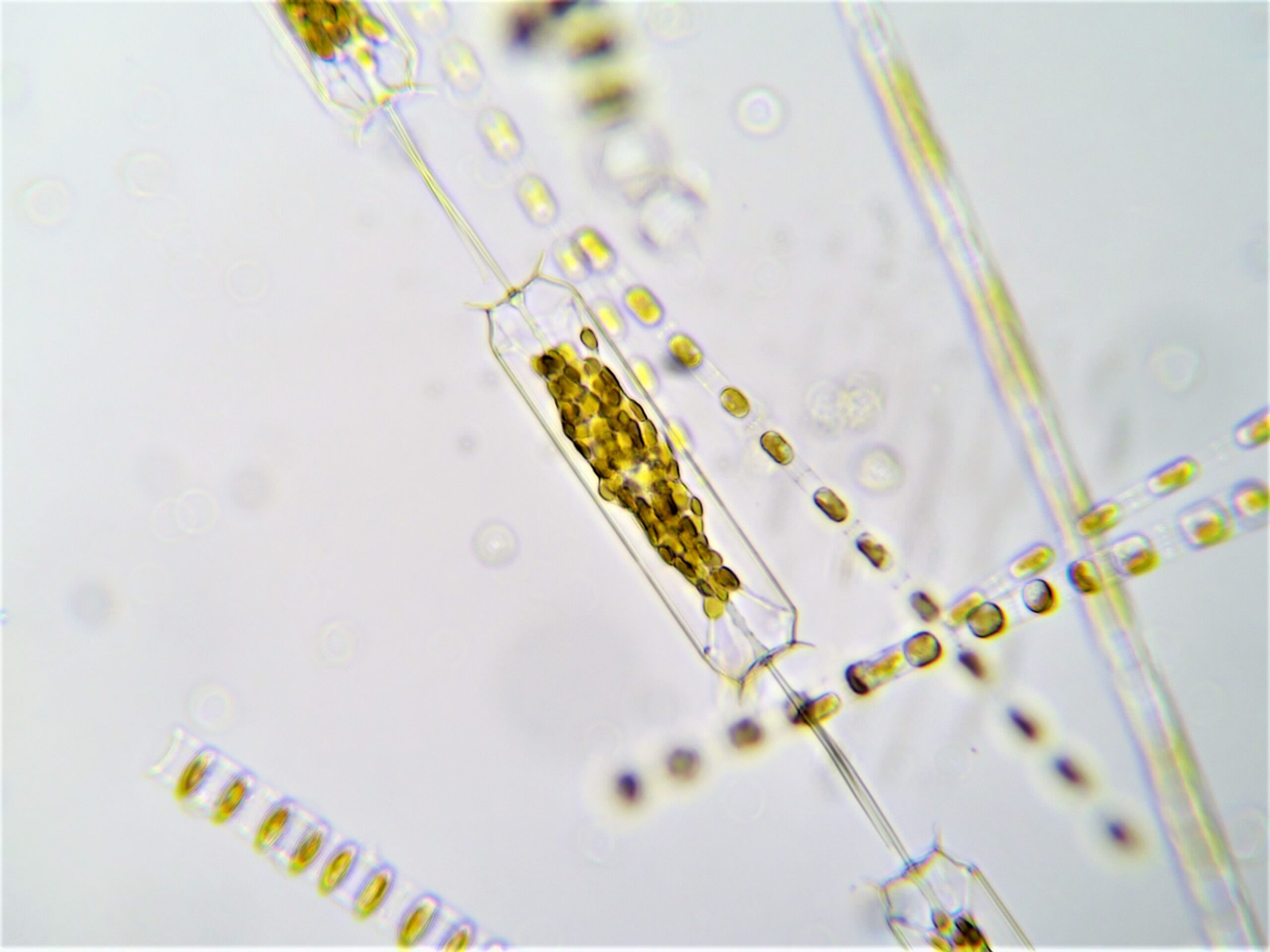 mixed phytoplankton, ditylum spp individual centered