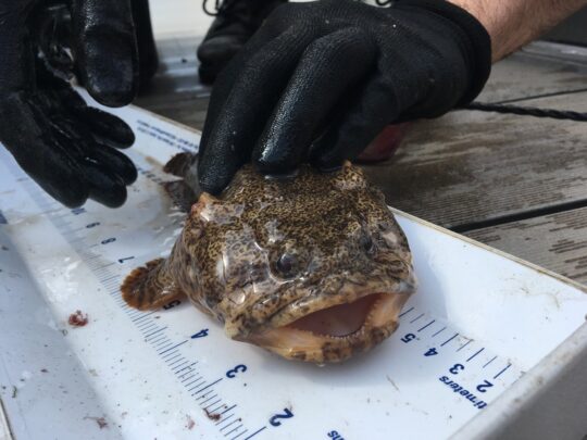 An oyster toadfish being measured on a ruler