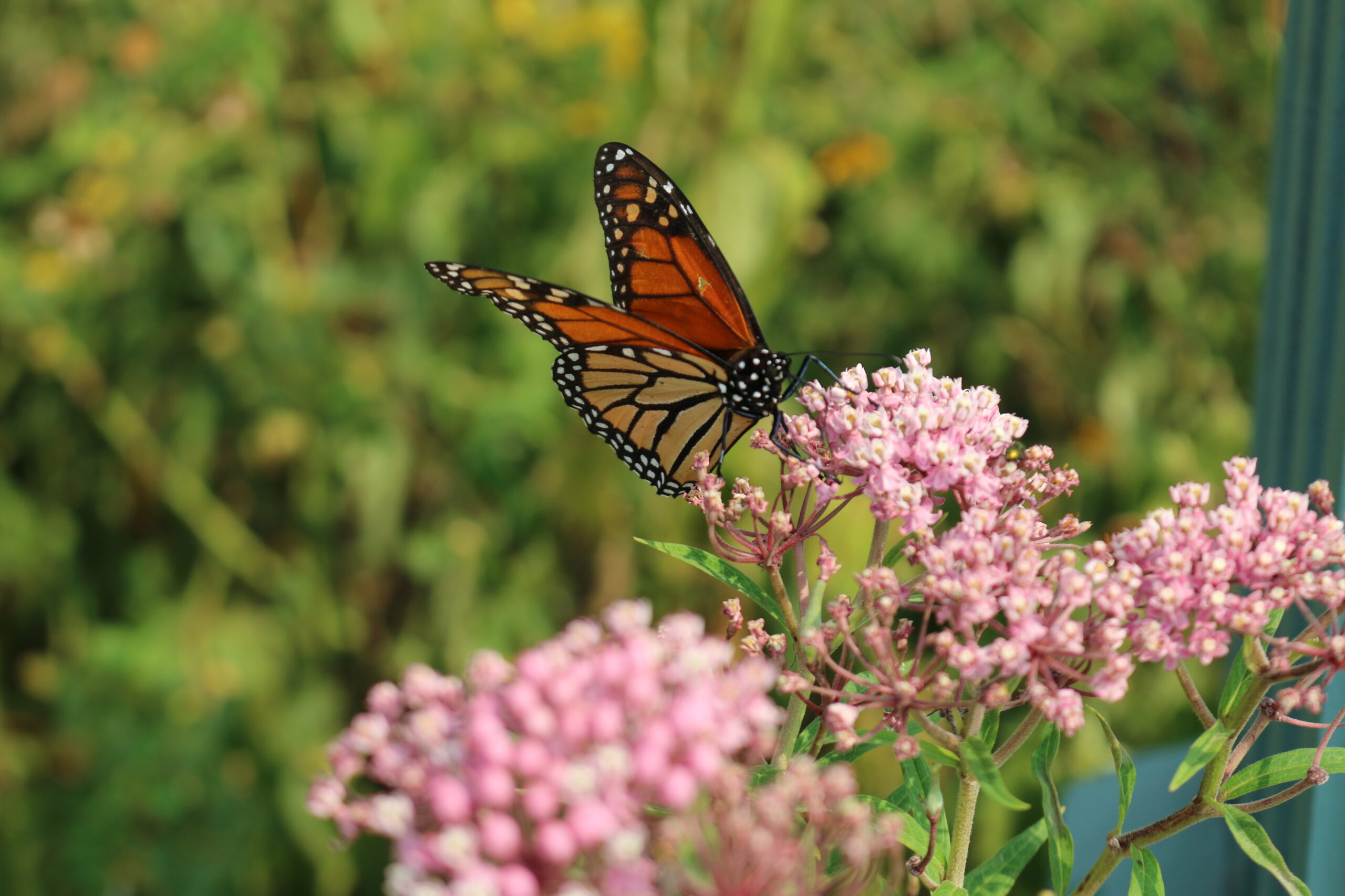 monarch butterfly feeding on milkweed in front of greenery
