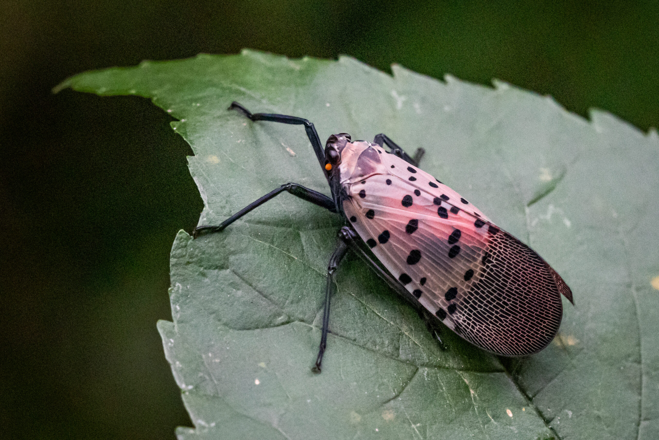 A spotted lanternfly stands on a leaf in a natural surrounding
