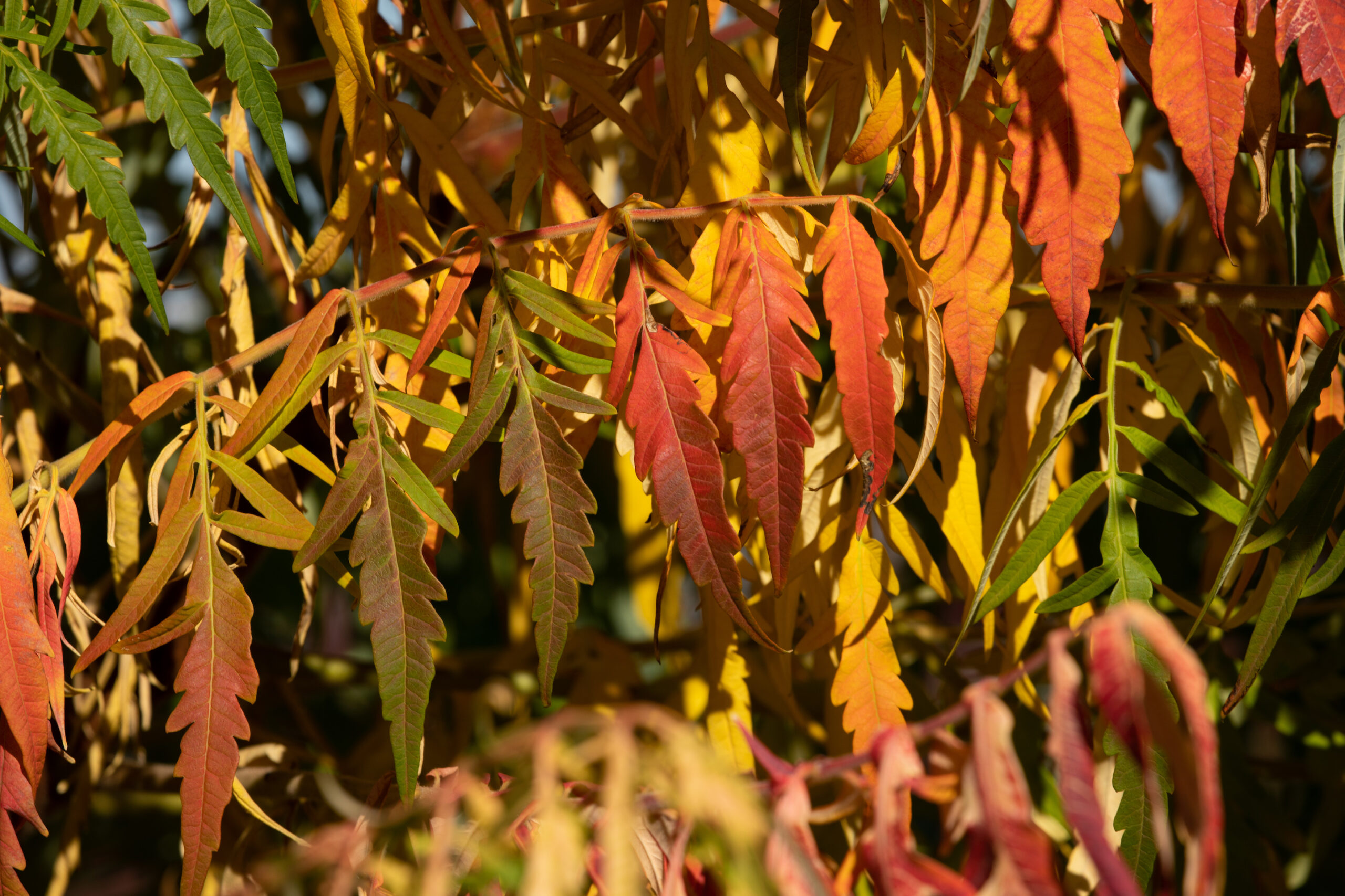 red, green and gold staghorn sumac leaves in fall