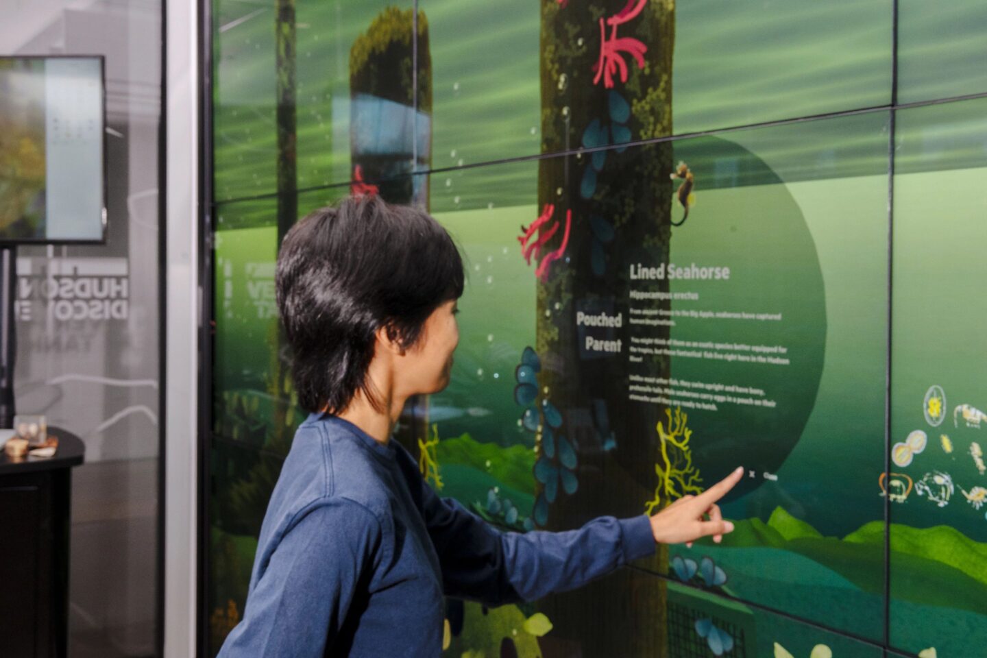 A person touches a digital touchscreen display wall at the Pier 57 Discovery Tank to read information about Lined Seahorses