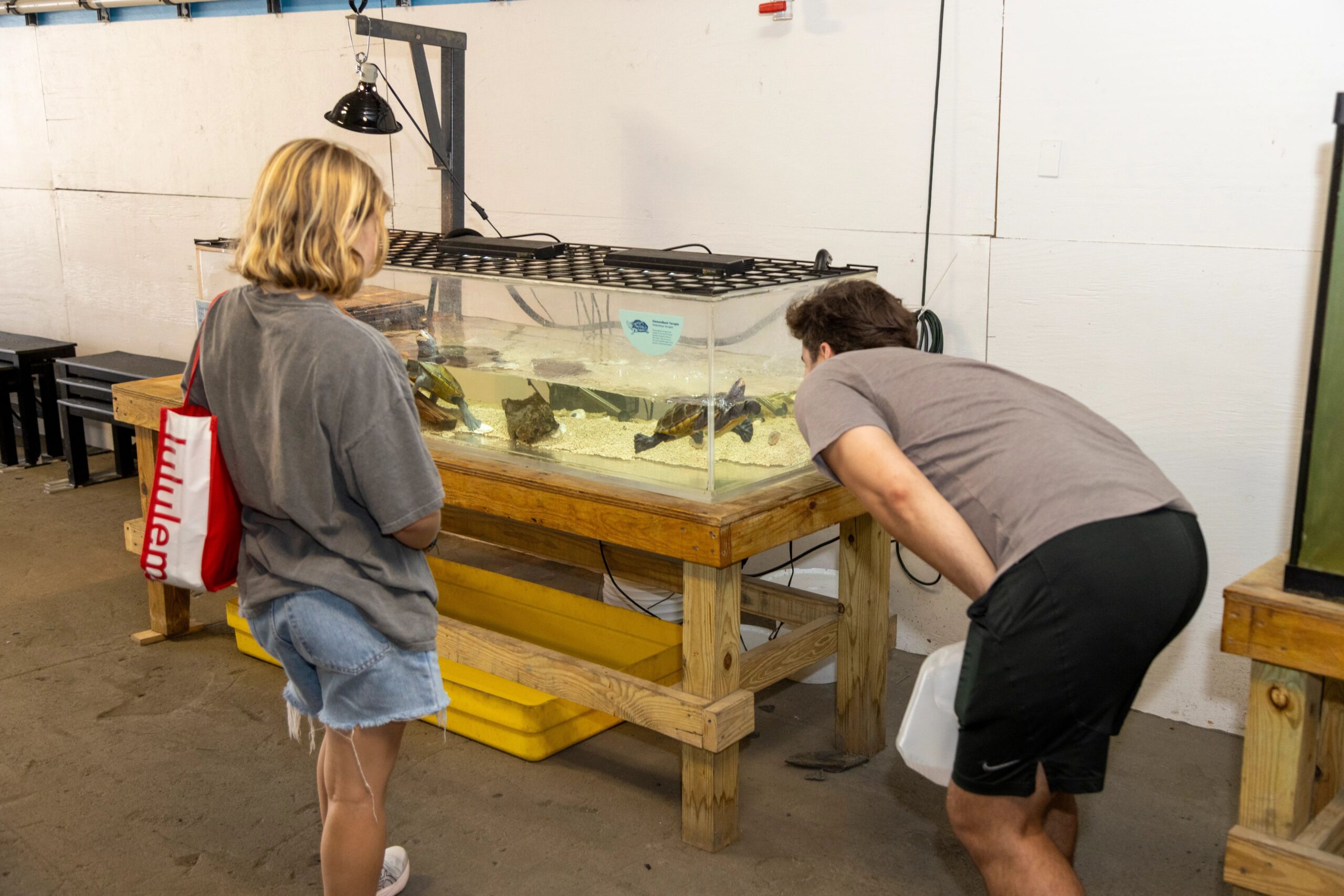 Two visitors to Hudson River Park's Pier 40 Wetlab peer inside an aquarium tank with turtles inside