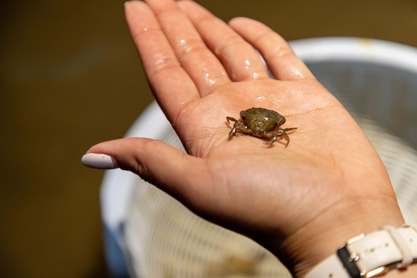 A left hand holding a small crab at Hudson River Park's Pier 40 Wetlab