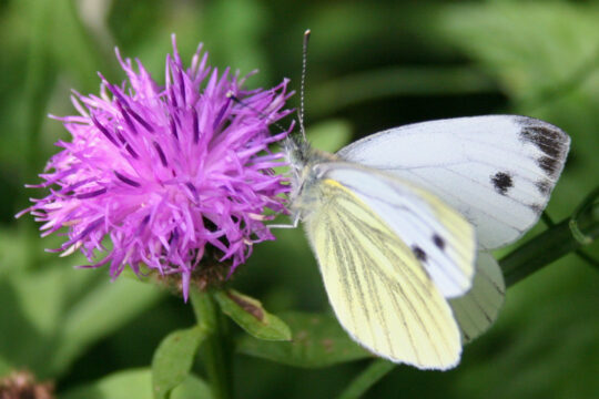 A cabbage white butterfly on a Maltese centaury plant